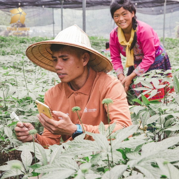 [DÂN TRÍ] Người Mông ở Lai Châu đổi đời nhờ mô hình trồng sâm công nghệ cao